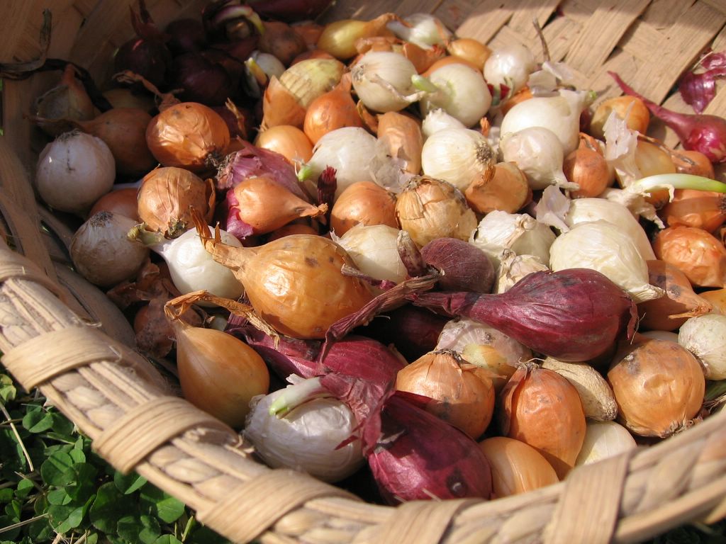How do you plant onion sets?
